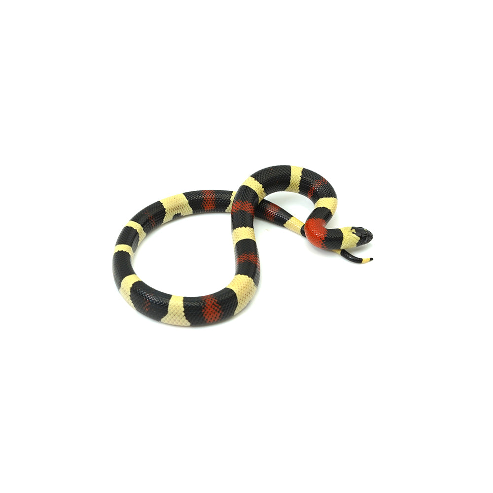 Pueblan Milk Snake