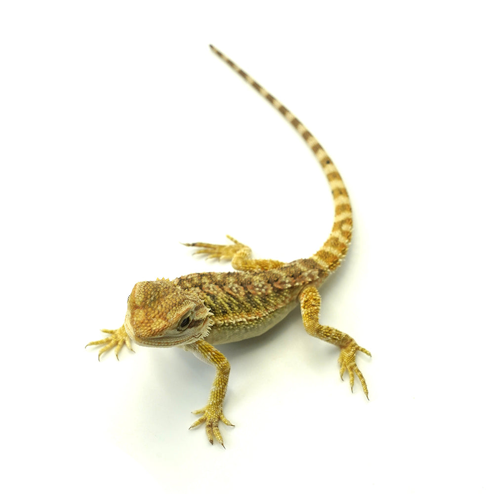 Bearded Dragon Normal