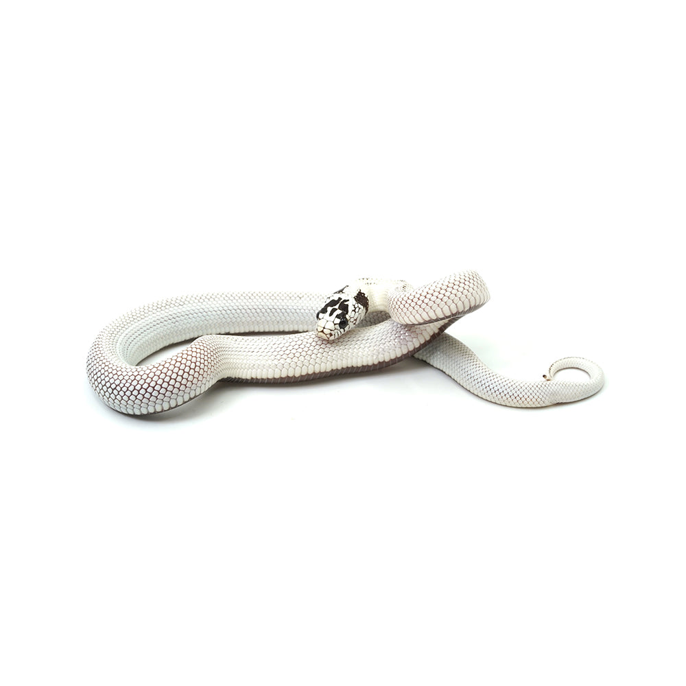 Extreme White Black Belly California Kingsnake