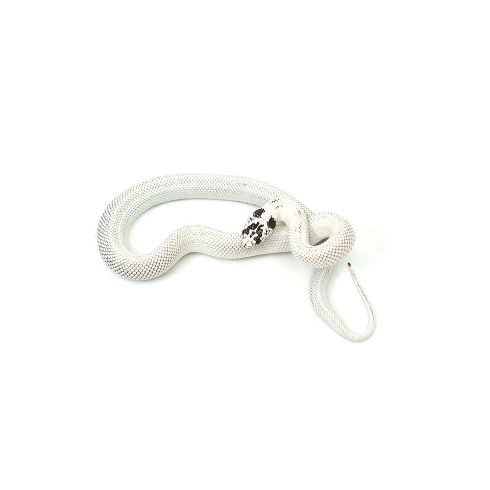 Extreme White Black Belly California Kingsnake