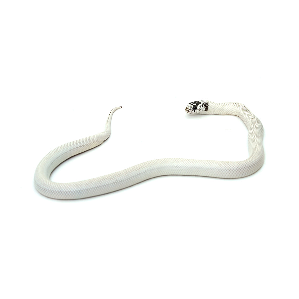 Extreme White Black Belly California Kingsnake