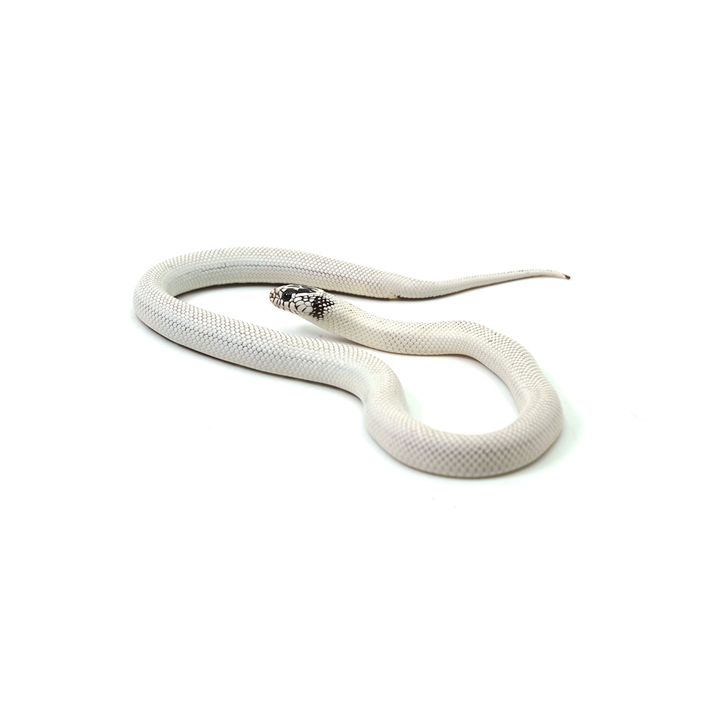 Extreme White Black Belly California Kingsnake