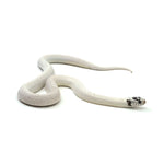 Extreme White Black Belly California Kingsnake