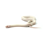 Extreme White Albino California Kingsnake
