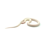 Extreme White Albino California Kingsnake