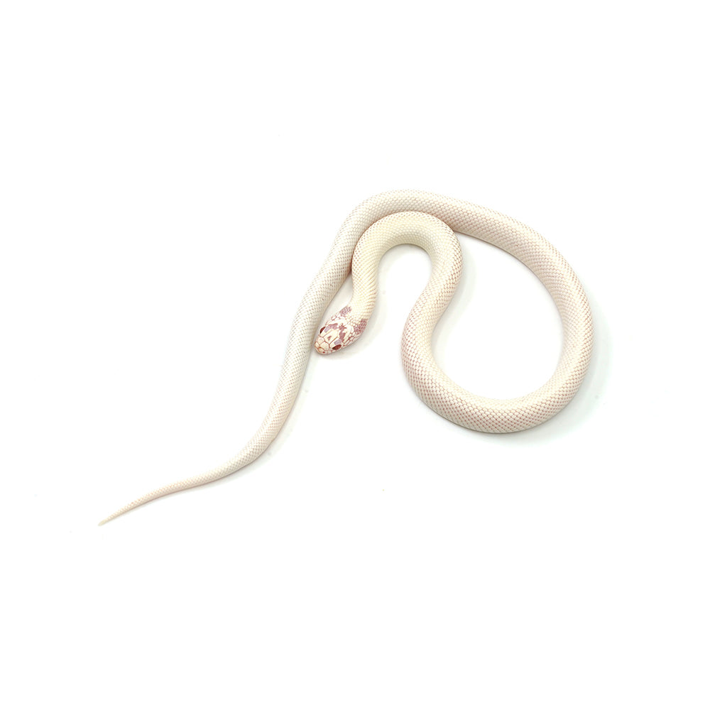 Extreme White Albino California Kingsnake