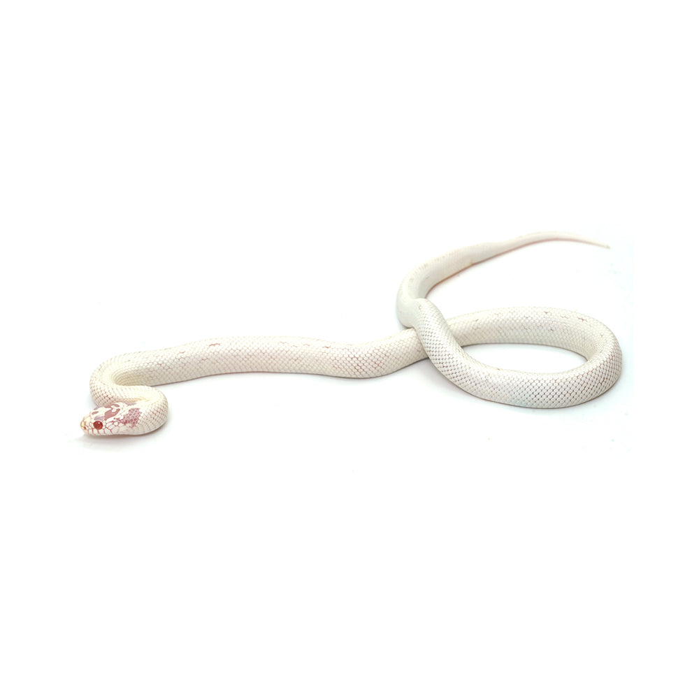 Extreme White Albino California Kingsnake