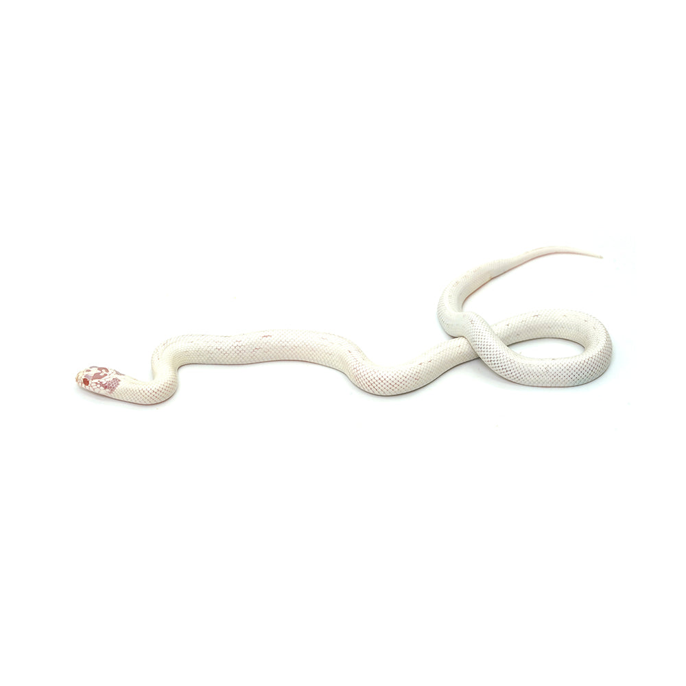 Extreme White Albino California Kingsnake