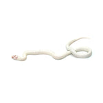 Extreme White Albino California Kingsnake