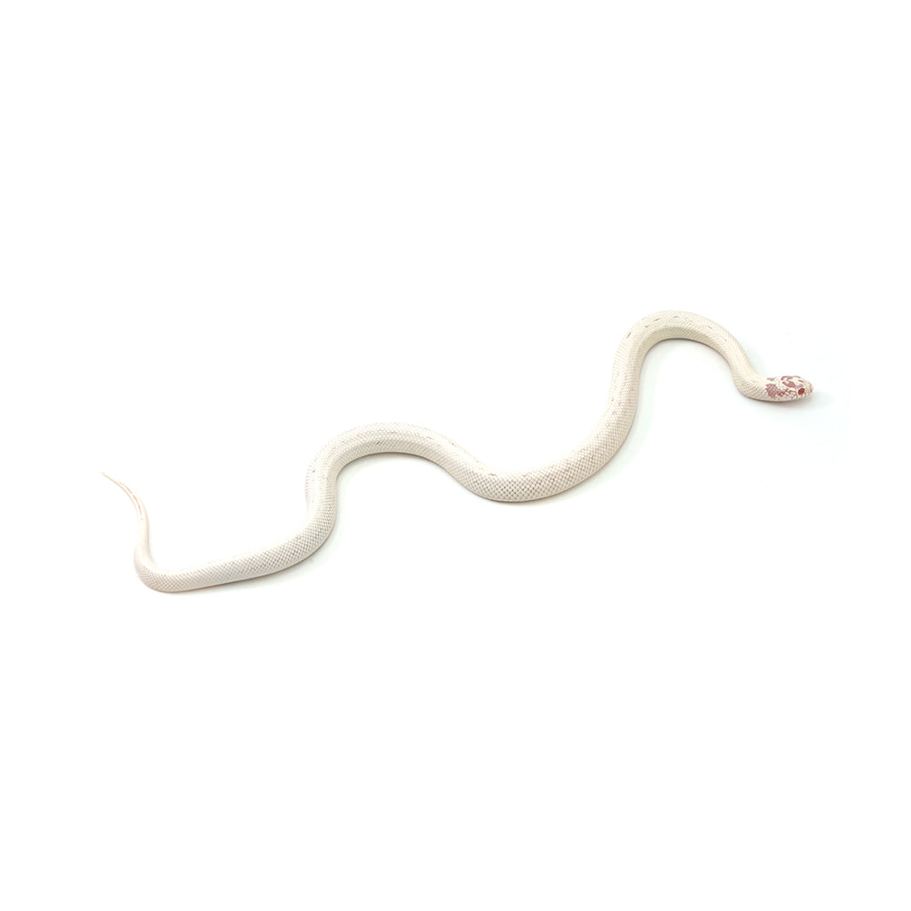 Extreme White Albino California Kingsnake
