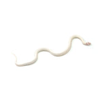 Extreme White Albino California Kingsnake