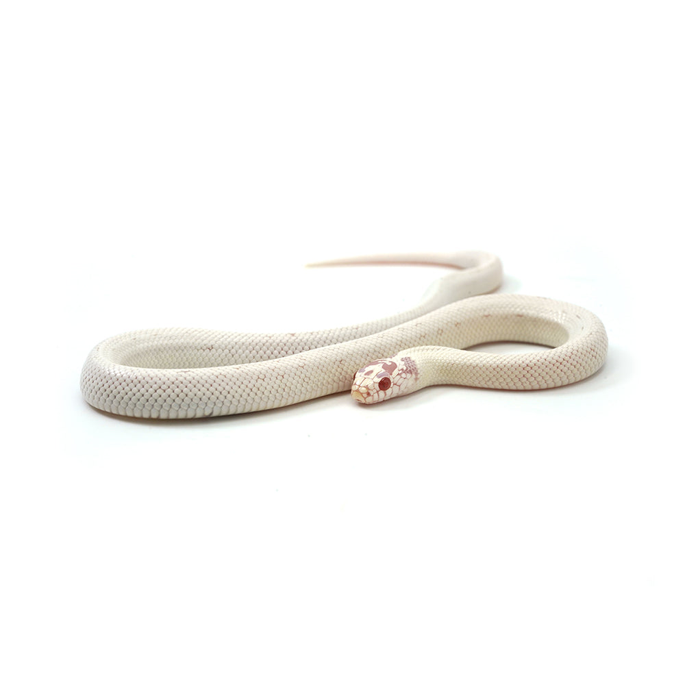 Extreme White Albino California Kingsnake