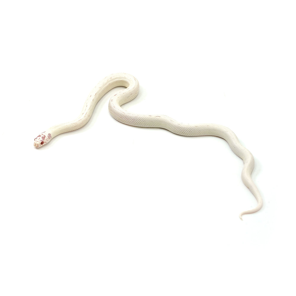 Extreme White Albino California Kingsnake
