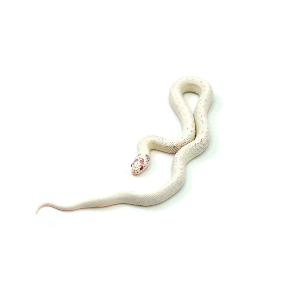 Extreme White Albino California Kingsnake