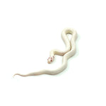 Extreme White Albino California Kingsnake