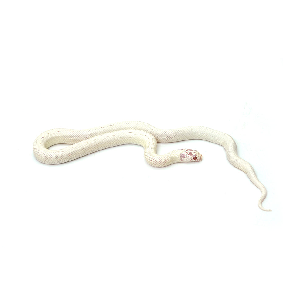 Extreme White Albino California Kingsnake