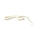 Extreme White Albino California Kingsnake
