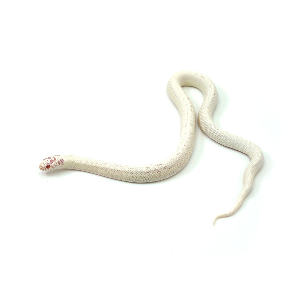 Extreme White Albino California Kingsnake