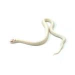 Extreme White Albino California Kingsnake