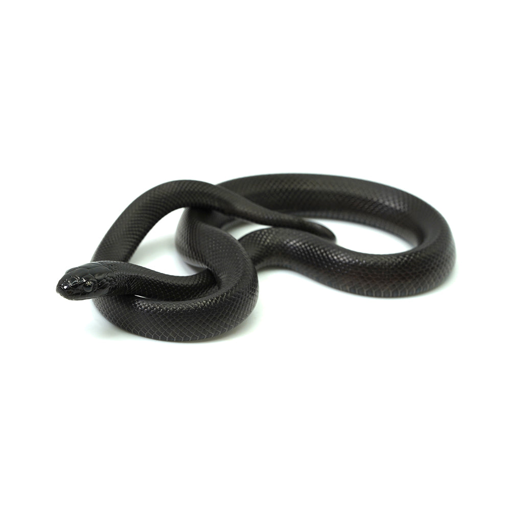 Mexican Black Kingsnake