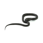 Mexican Black Kingsnake