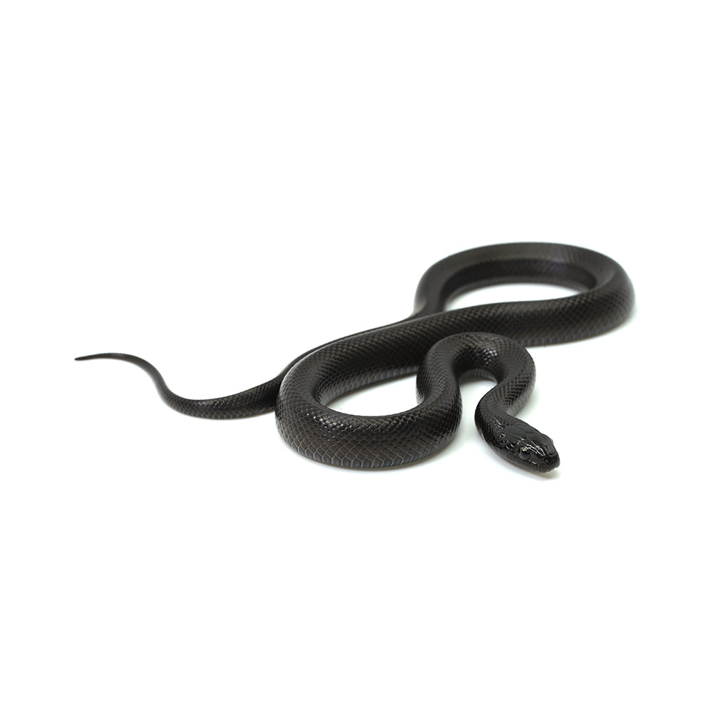 Mexican Black Kingsnake