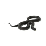 Mexican Black Kingsnake