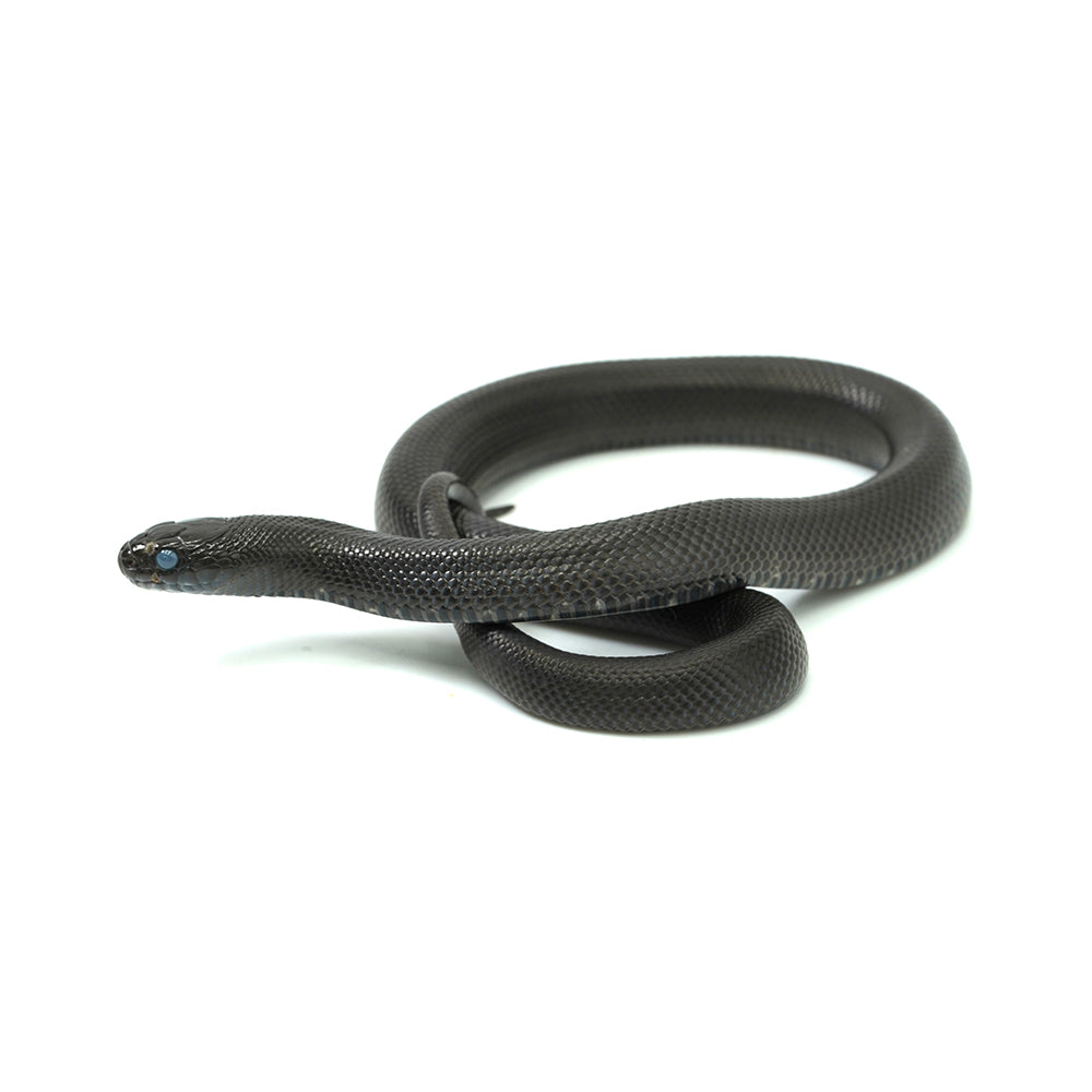 Mexican Black Kingsnake