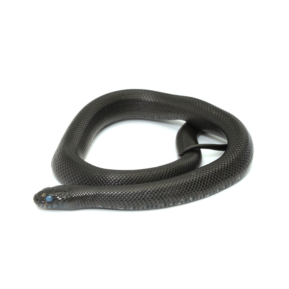 Mexican Black Kingsnake