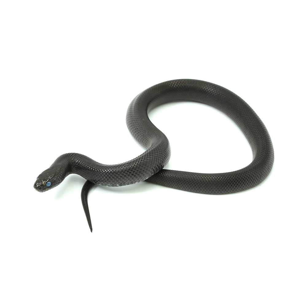 Mexican Black Kingsnake