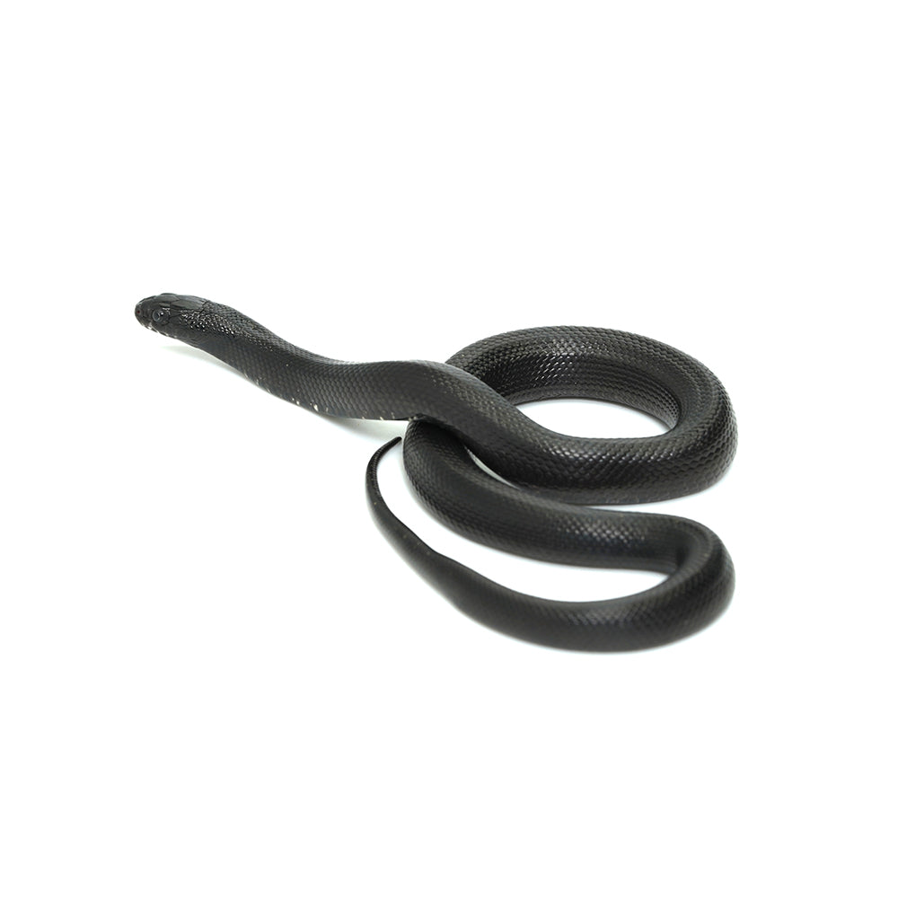Mexican Black Kingsnake