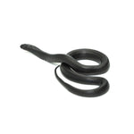 Mexican Black Kingsnake