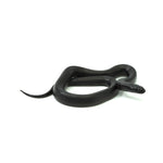 Mexican Black Kingsnake