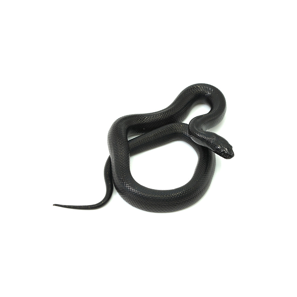 Mexican Black Kingsnake