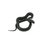 Mexican Black Kingsnake