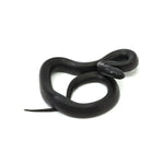 Mexican Black Kingsnake