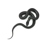 Mexican Black Kingsnake