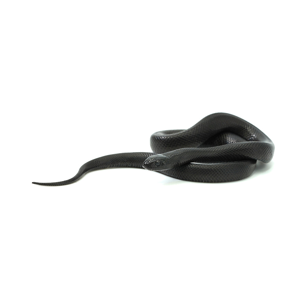 Mexican Black Kingsnake