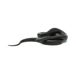 Mexican Black Kingsnake