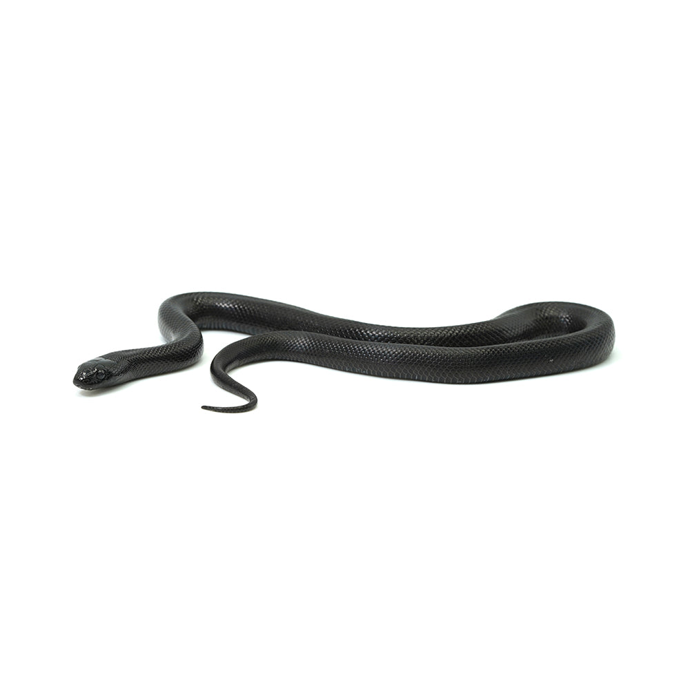 Mexican Black Kingsnake