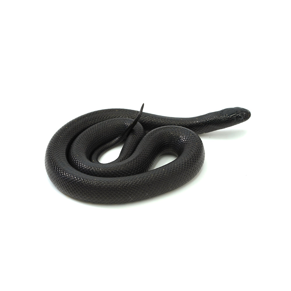Mexican Black Kingsnake