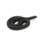 Mexican Black Kingsnake