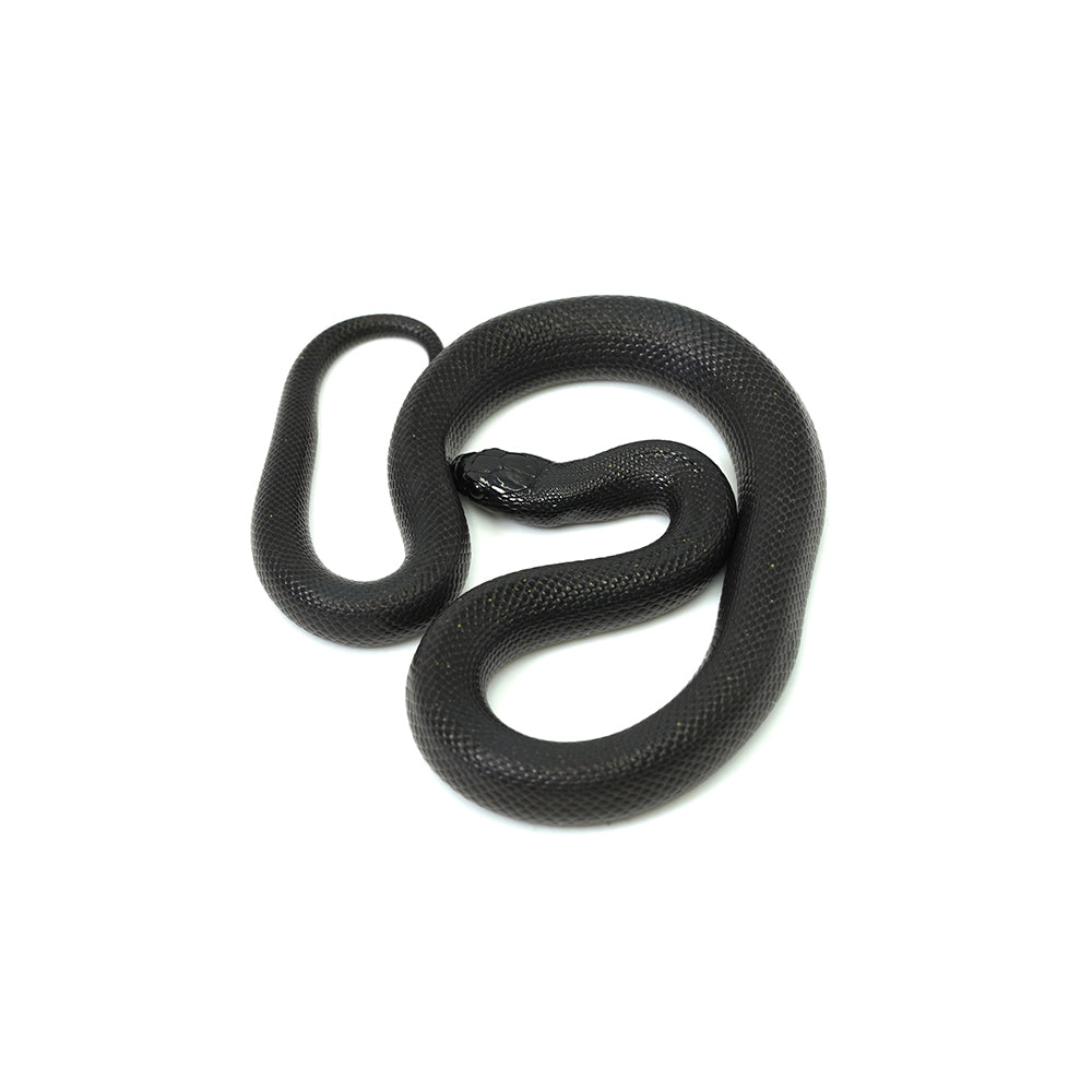 Mexican Black Kingsnake