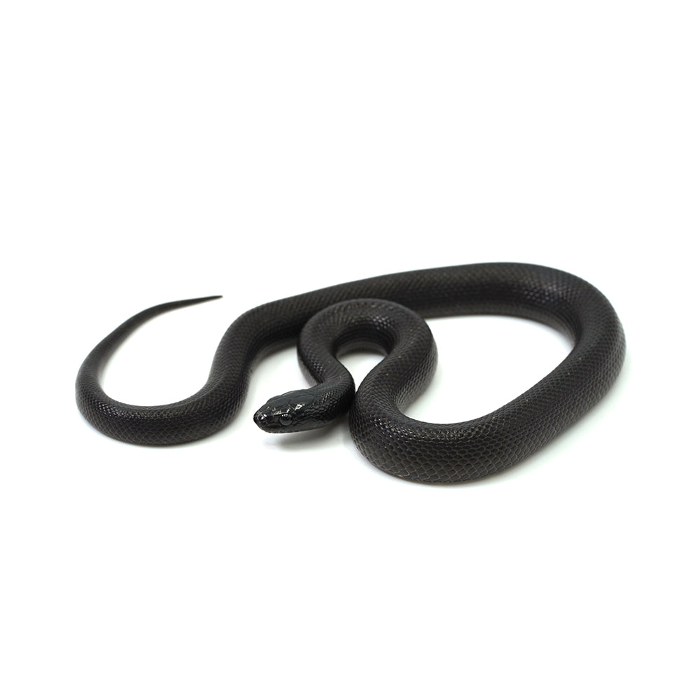 Mexican Black Kingsnake