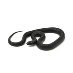 Mexican Black Kingsnake