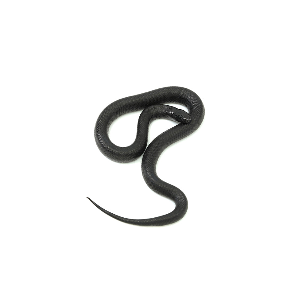 Mexican Black Kingsnake