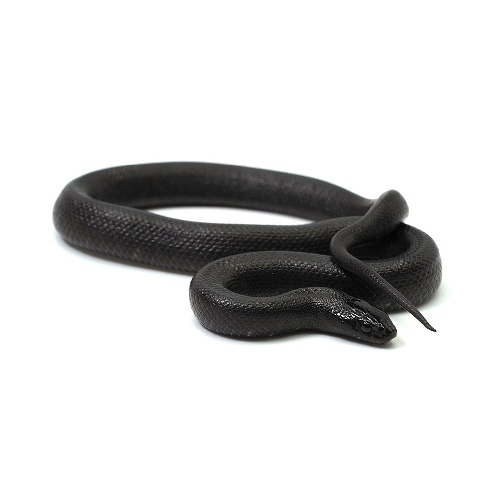 Mexican Black Kingsnake