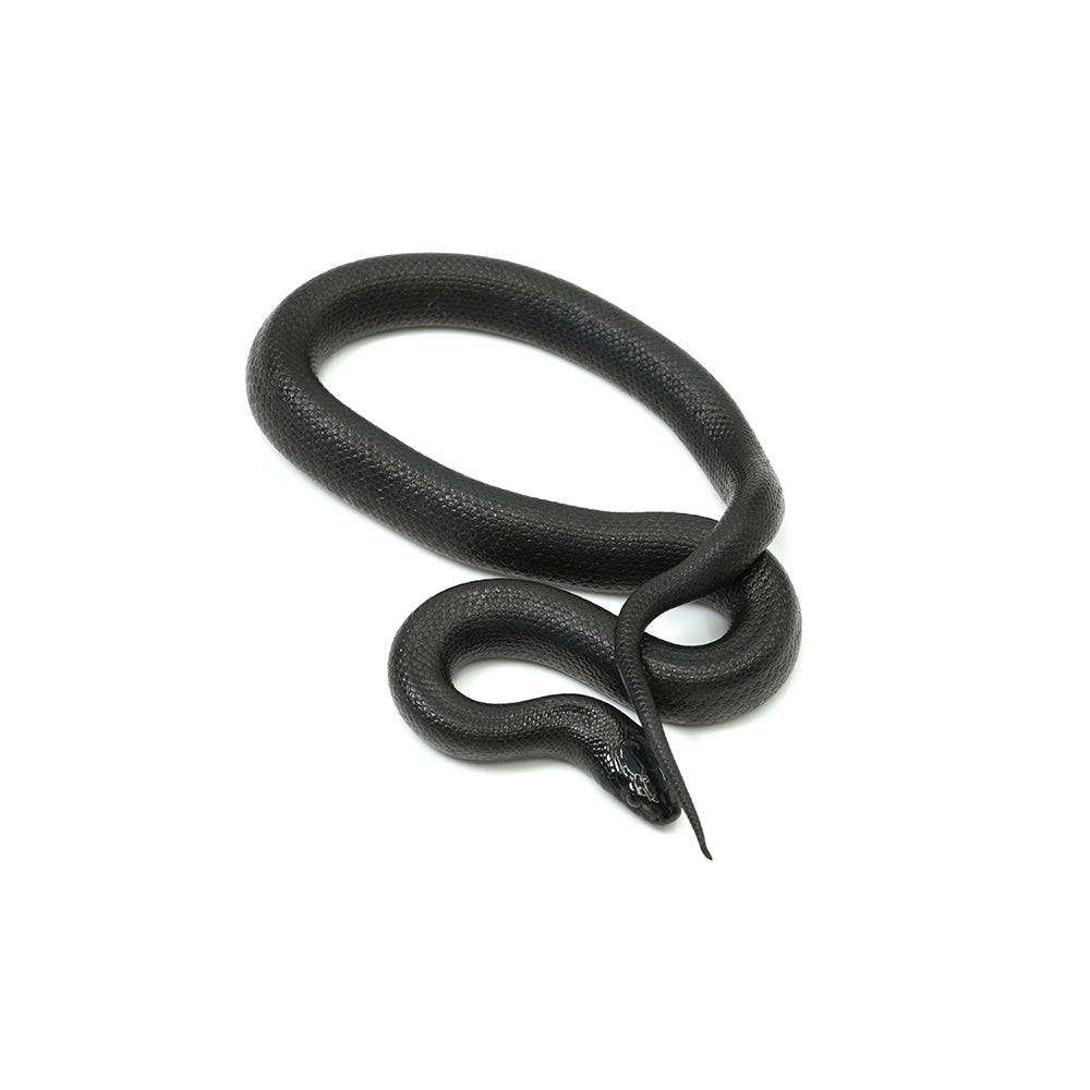 Mexican Black Kingsnake