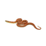 Red Hypo Florida Kingsnake