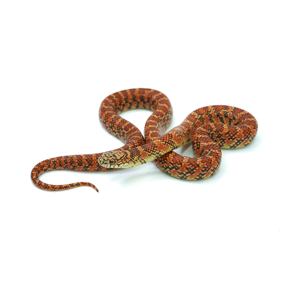 Red Hypo Florida Kingsnake